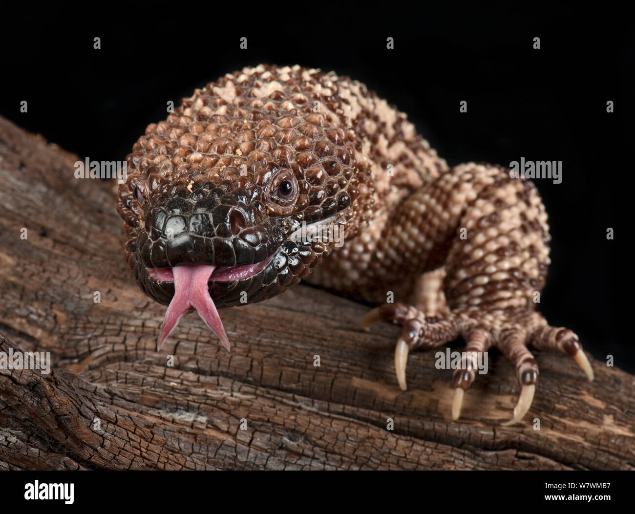 L'héloderme mexicain (Heloderma horridum) avec détection de la langue, captive, originaire du Mexique et du Guatemala. Banque D'Images