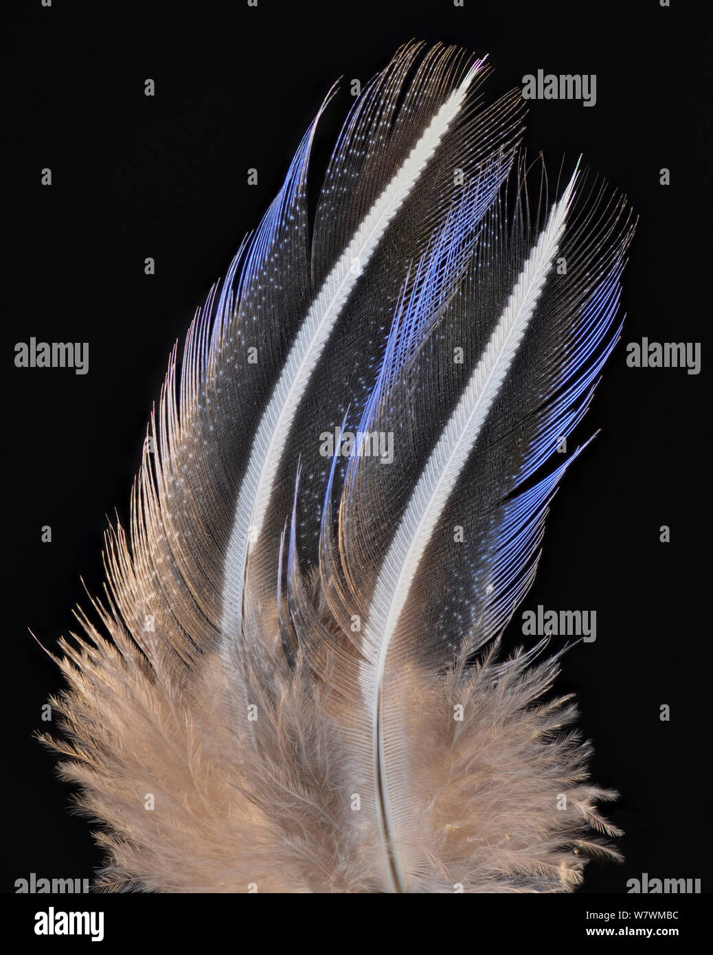 Pintade Vulturine Acryllium vulturinum (hackle) feather sur fond noir. Banque D'Images
