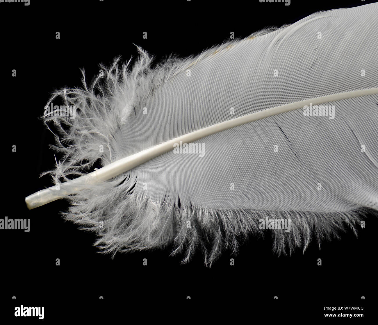 Grue couronnée grise (Balearica regulorum) feather sur fond noir. Banque D'Images