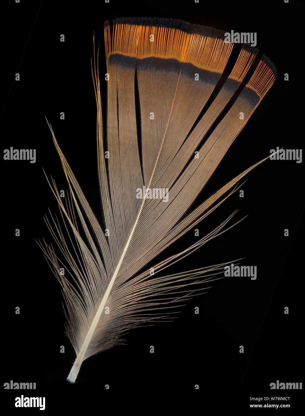 Le Faisan Doré chinois (Chrysolophus pictus) nape feather sur fond noir. Banque D'Images