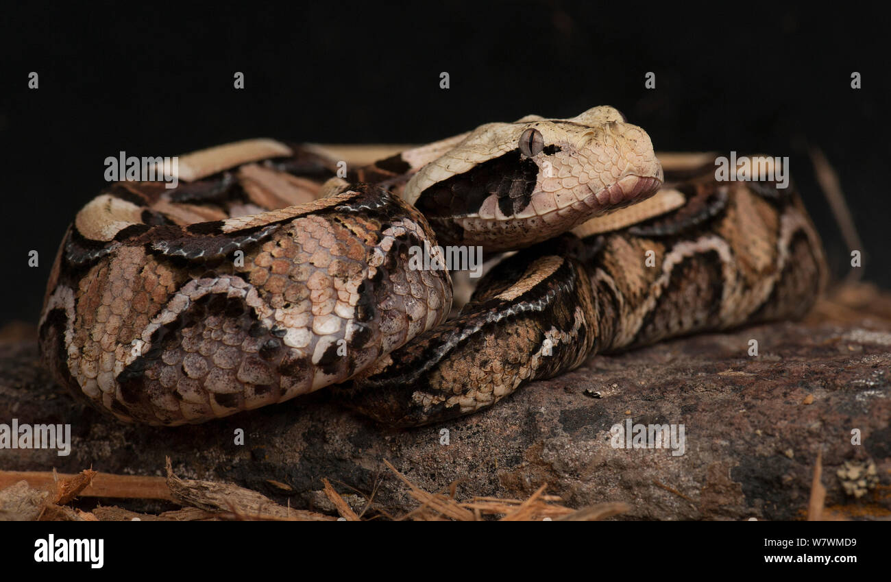 La vipère du Gabon (Bitis gabonica) Banque D'Images