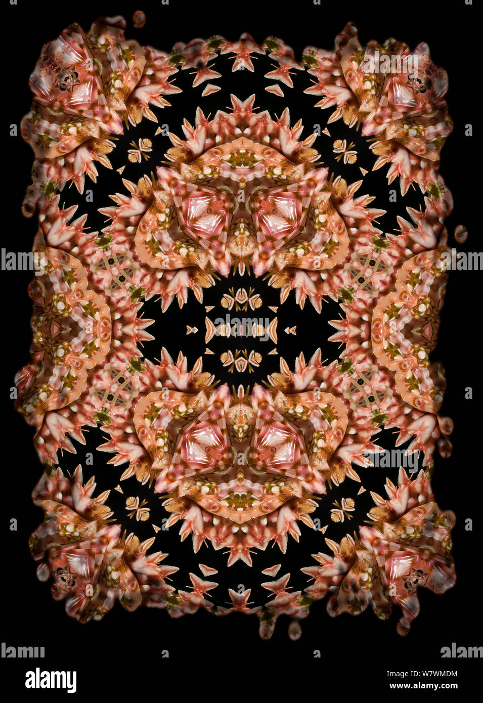 Motif kaléidoscope formé à partir de photo de fleur épineuse (Pseudocreobotra wahlbergii Mantis), formulaire rose. Limitée pour un usage éditorial jusqu'en décembre 2015 Banque D'Images