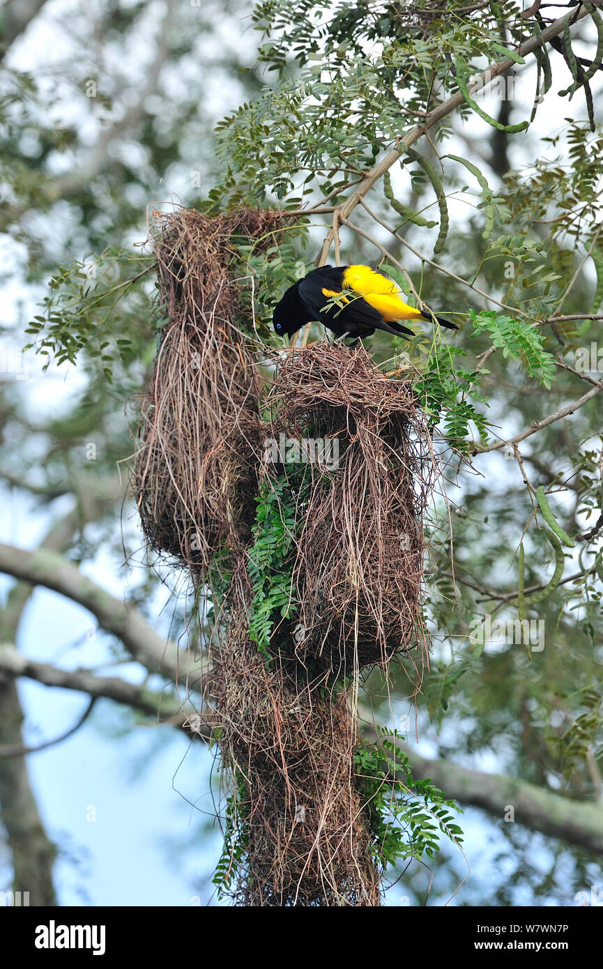 Cassique Cul-jaune (Cacicus cela) afficher sur son nid, Pantanal, Mato Grosso, l'ouest du Brésil. Banque D'Images