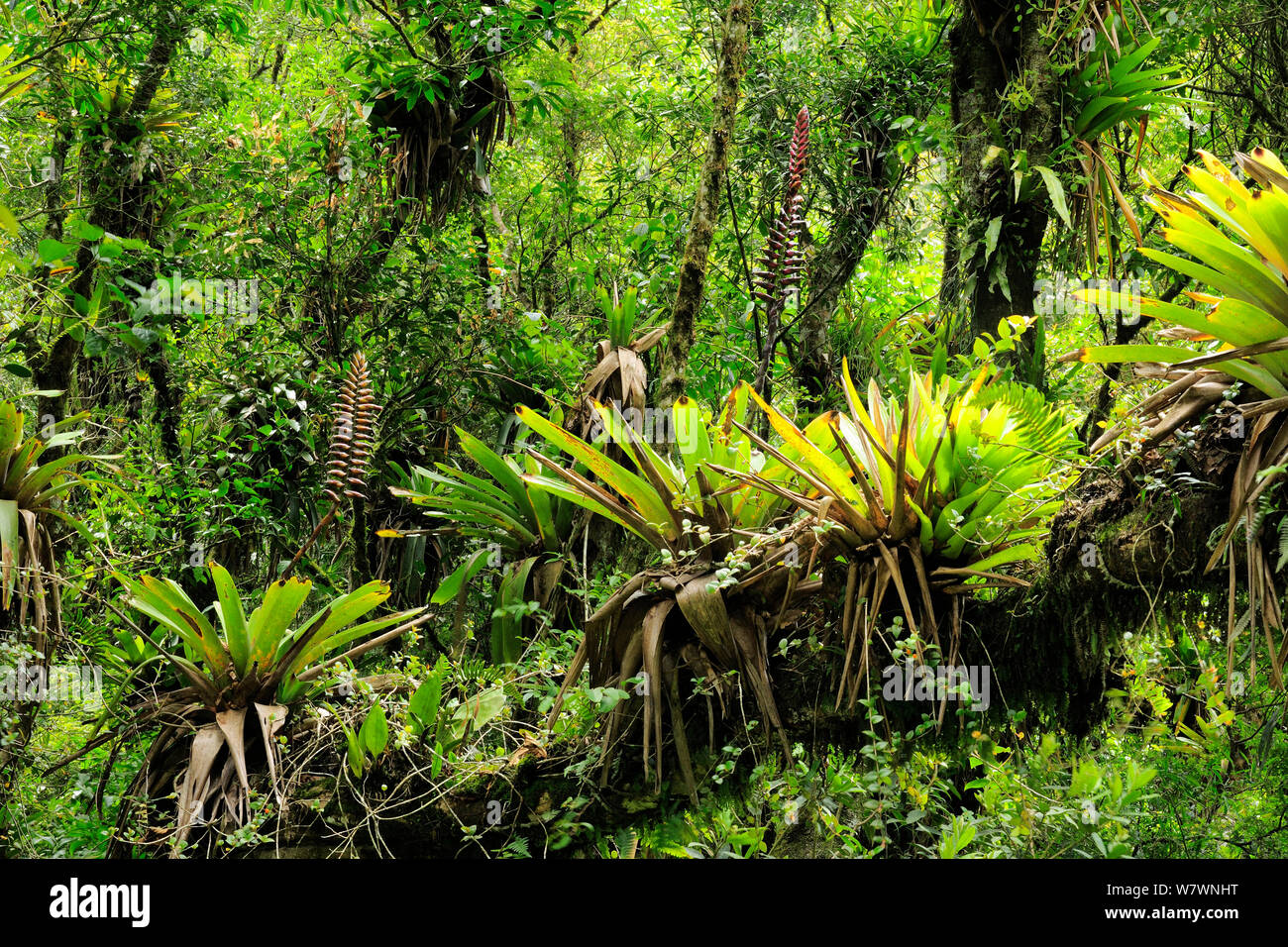 La Forêt Tropicale Atlantique montagneux avec de broméliacées genre Vriesea au montagnes de Serra do Mar, Félice, Etat de Sao Paulo, Brésil Banque D'Images