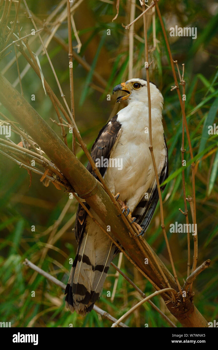 Jeune black-and-white Hawk Eagle (Spizaetus melanoleucus) Cerrado, Mato Grosso, l'ouest du Brésil. Banque D'Images