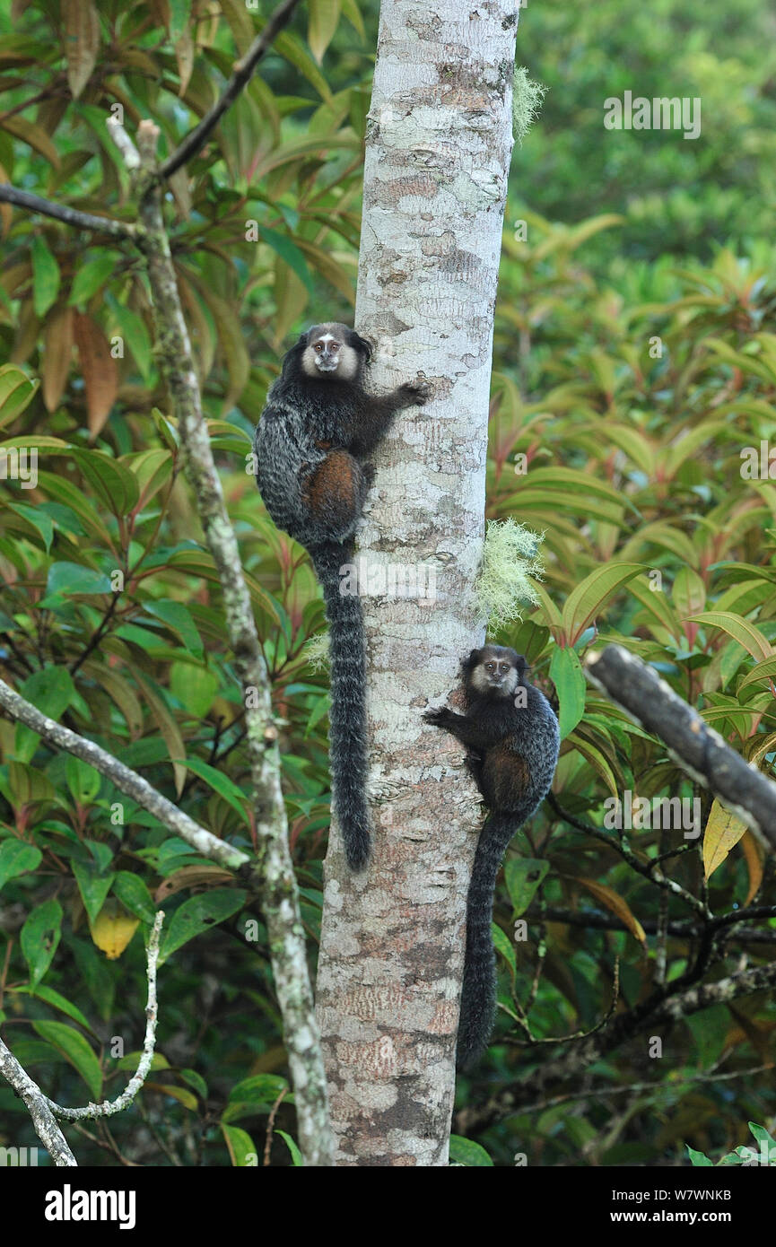 Wied&# 39;s à l'oreille noire-ouistiti (Callithrix kuhlii) arbre d'escalade en montagne, forêt tropicale atlantique de Serra Bonita Secteur du patrimoine naturel (RPPN Serra Bonita), le sud de l'État de Bahia, Camacan, l'Est du Brésil. Banque D'Images
