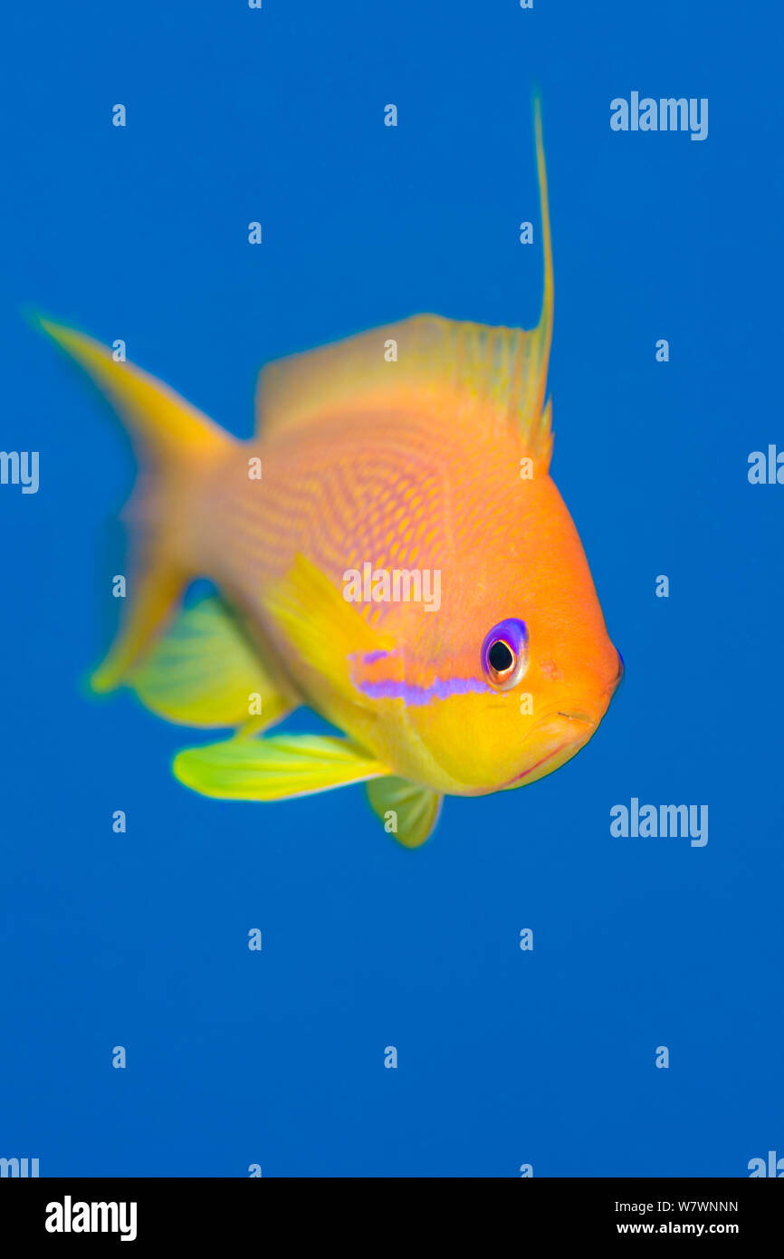 Portrait de femme Scalefin anthias (Pseudanthias squamipinnis) natation en eau libre, Ras Katy. Charm El Skeikh, Sinaï, Égypte. Golfe d'Aqaba, sur la mer Rouge. Banque D'Images