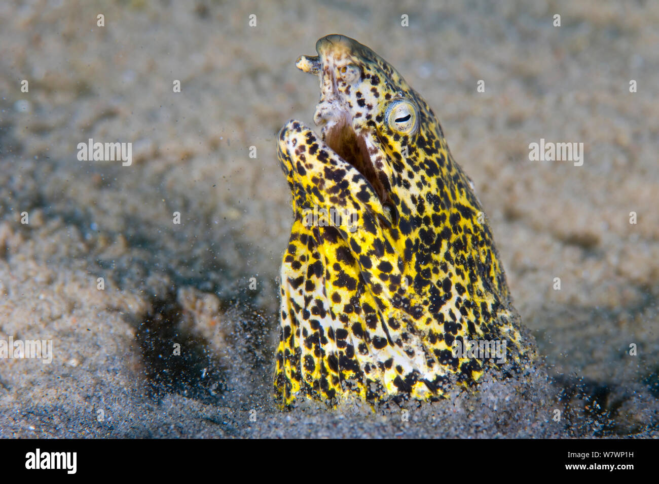 L'anguille serpent marbrée (Callechelys marmoratus) objectifs la tête du sable, les sédiments sous agitation. Marsa Alam, Egypte. Golfe d'Aqaba, sur la mer Rouge. Banque D'Images