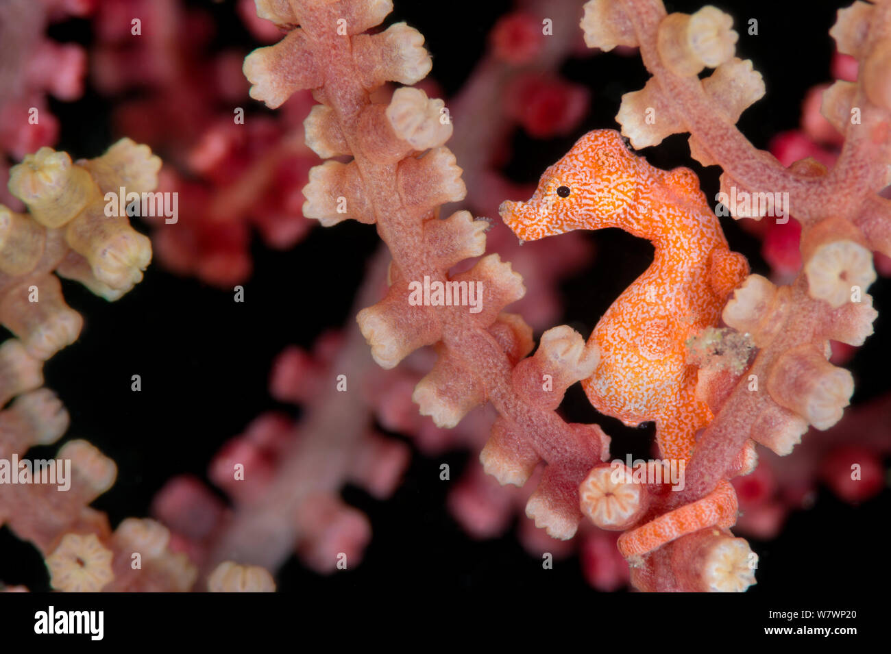 Tout petit (10mm) hippocampe pygmée (Hippocampus denise) à l'abri dans seafan. C'est une couleur peu commune type de Denise hippocampe pygmée et est probablement l'homme. Bitung, nord de Sulawesi, en Indonésie. Détroit de Lembeh, Mer Moluques. Banque D'Images