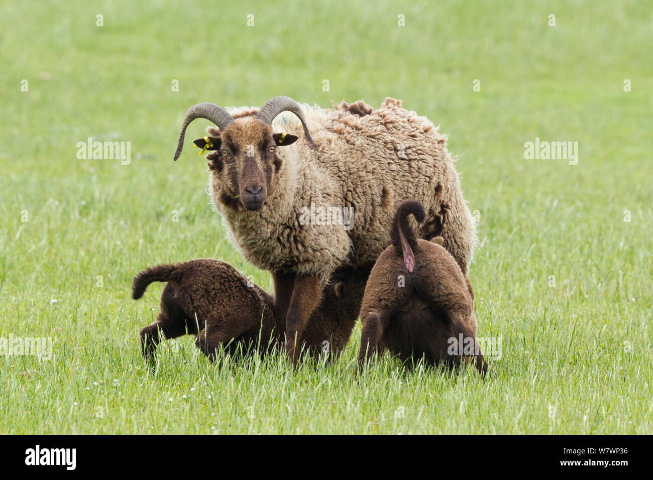 Loughtan Manx (Ovis aries) agneaux Brebis avec deux grandes tétées. Cregneash, Ile de Man, Royaume-Uni. Mai. Banque D'Images