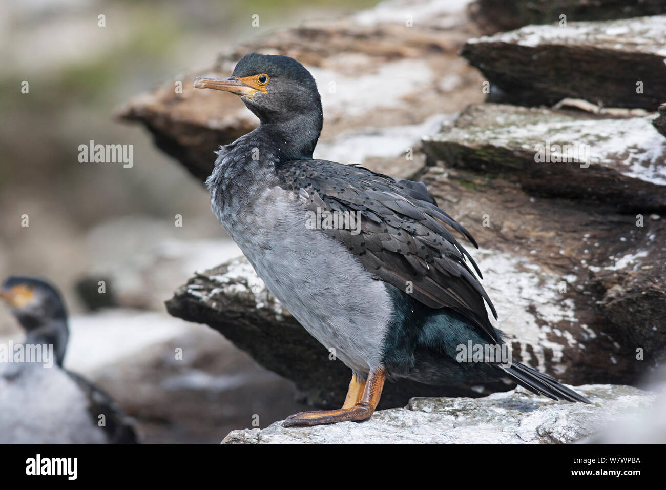 L'île Pitt adultes Shag (Phalacrocorax featherstoni) en plumage non-reproduction, se percher sur un rocher près de la colonie. Matarakau, îles Chatham, Nouvelle-Zélande, avril. Les espèces en voie de disparition. Banque D'Images