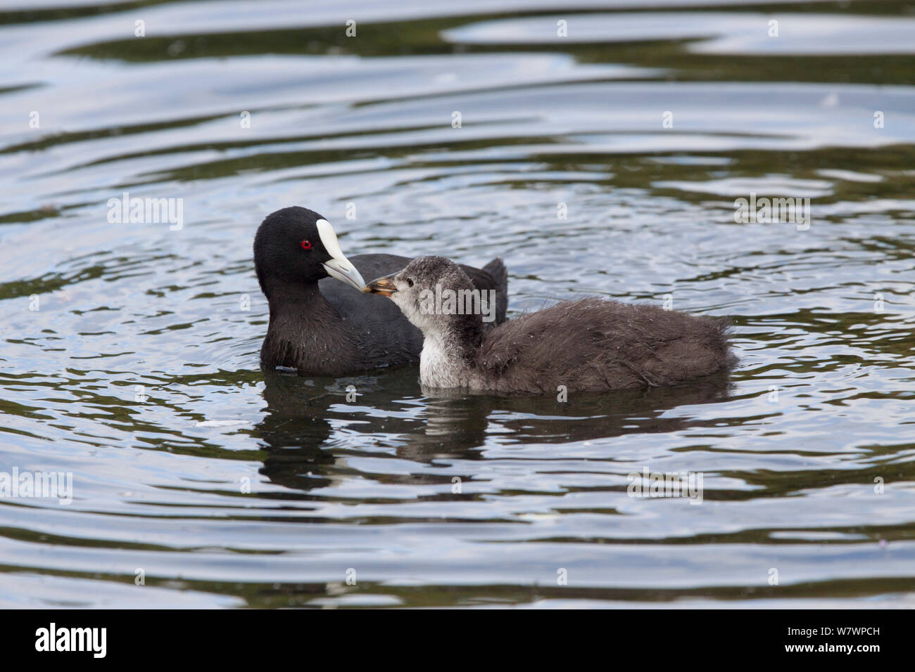 Des profils Foulque macroule (Fulica atra) nourrir un poussin bien développé sur l'eau. Western Springs Park, Auckland, Nouvelle-Zélande, décembre. Les espèces introduites en Nouvelle-Zélande. Banque D'Images