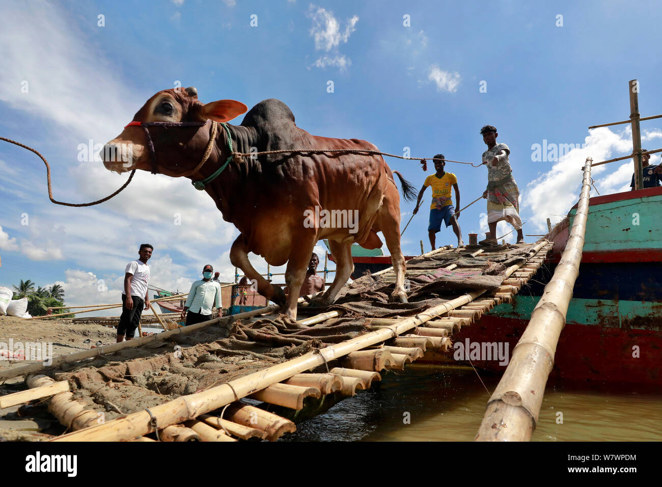 Dhaka, Bangladesh - Juillet 06, 2019 : traders bangladais du déchargement d'un navire de l'animal sacrificiel pour l'Aïd al-Adha au marché du bétail dans Banque D'Images