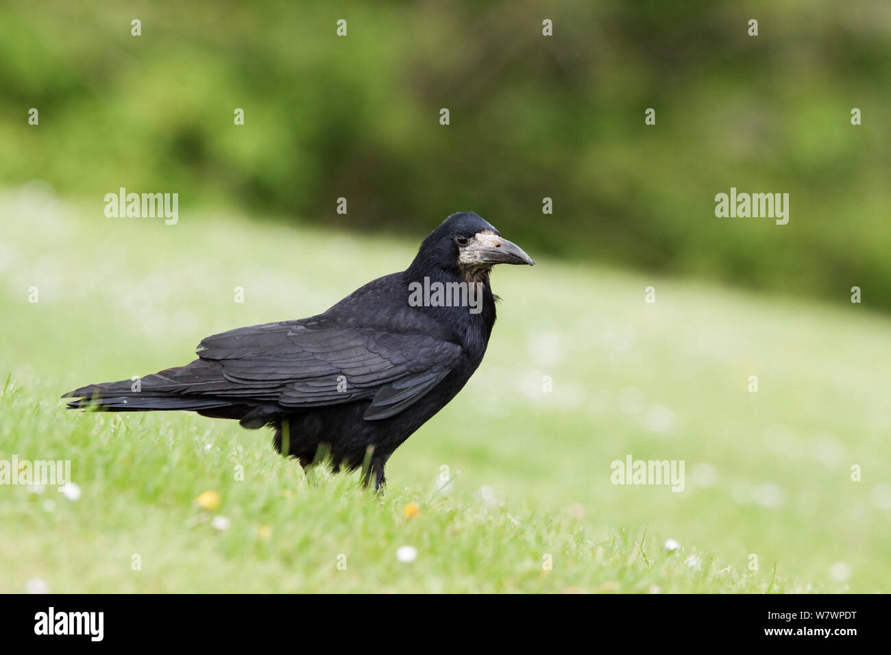 Jeune Corbeau Freux Corvus Frugilegus On Lawn Photo Stock Alamy