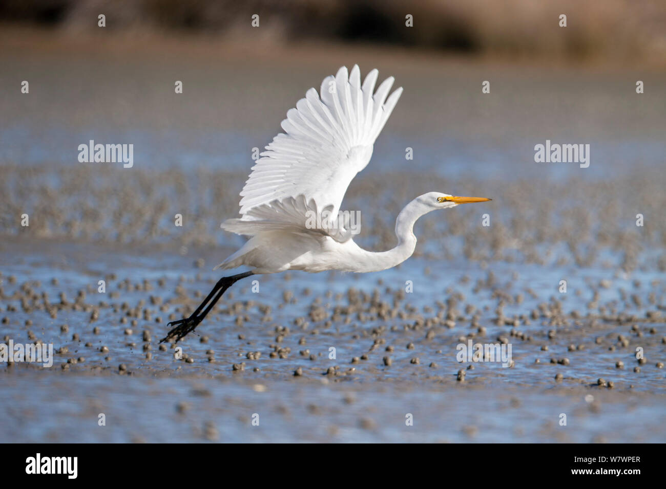 Grande Aigrette immatures (Ardea alba modesta) en plumage non-reproduction, au décollage. L'estuaire de Manawatu, Manawatu, Nouvelle-Zélande, août. Banque D'Images