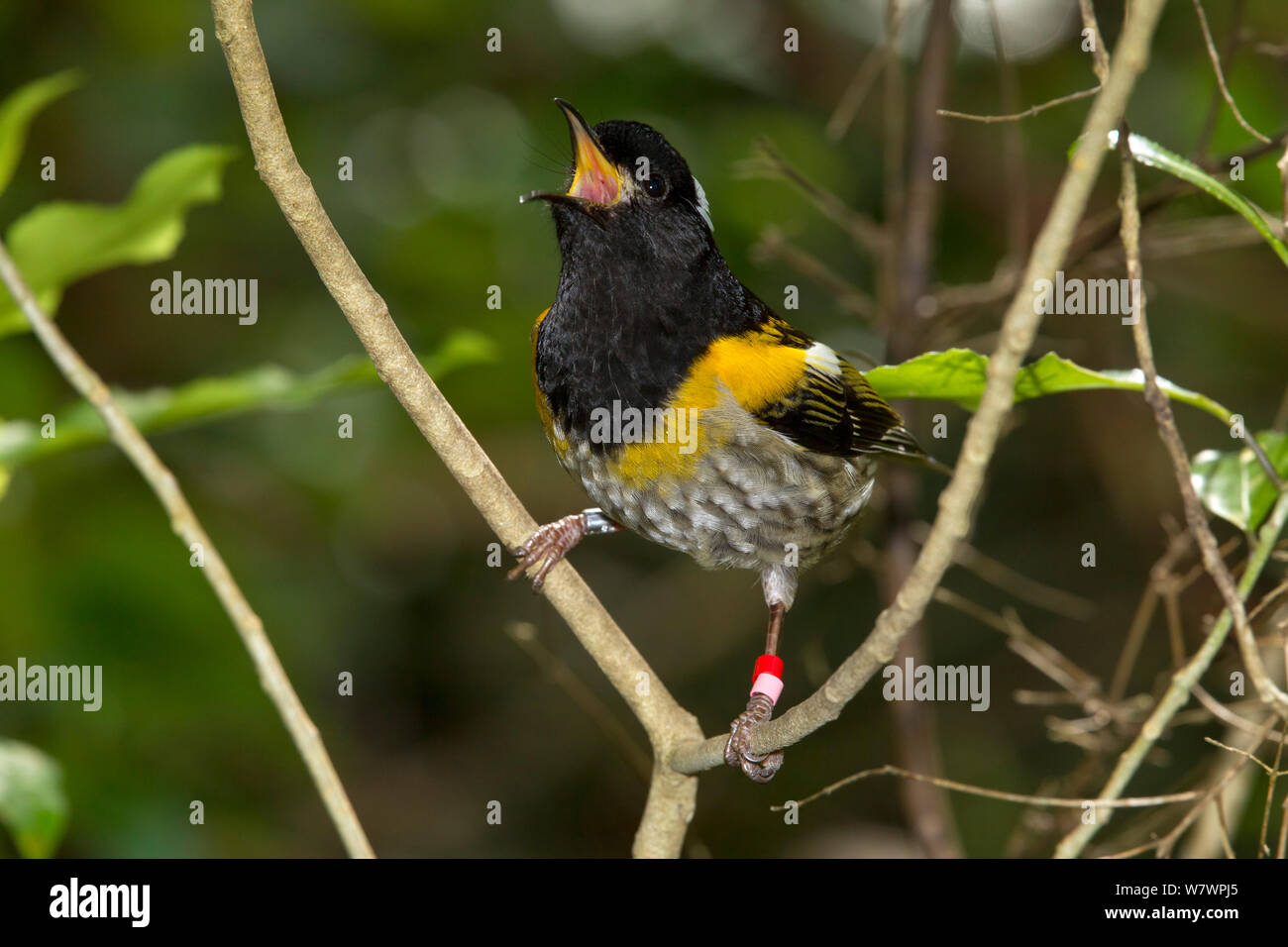 (Notiomystis cincta Stitchbird mâle) perché sur une branche, avec le projet de loi appelant grande ouverte. Tiritiri Matangi Island, Auckland, Nouvelle-Zélande, septembre. Les espèces vulnérables. Banque D'Images