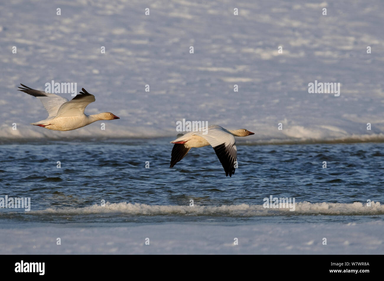 L'Oie des neiges (Chen caerulescens caerulescens) l'île Wrangel, en Russie extrême-orientale, mai. Banque D'Images