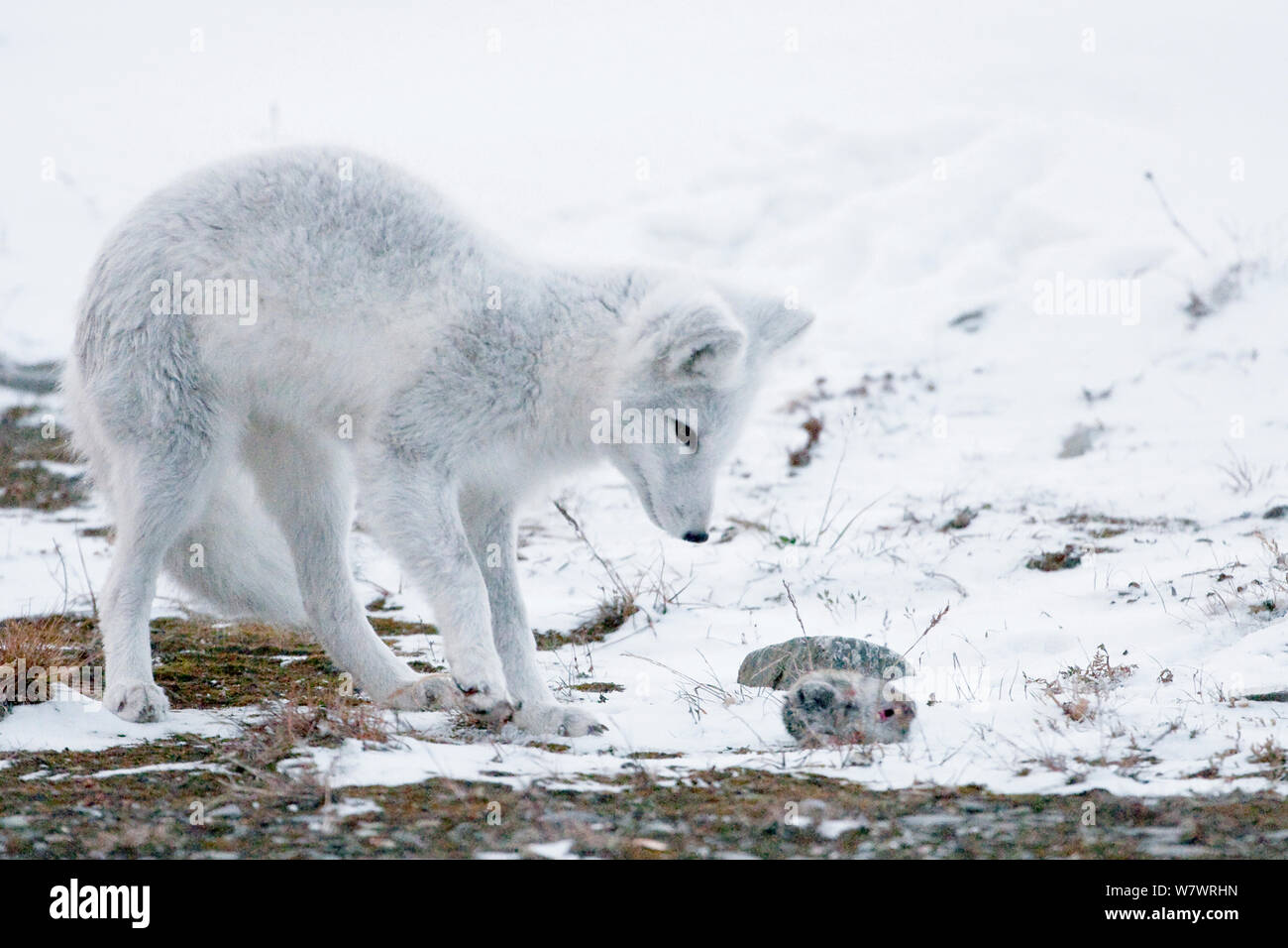 Le renard arctique (Vulpes lagopus) en hiver, la fourrure avec lemming mort proie, l'île Wrangel, en Russie extrême-orientale, octobre. Banque D'Images