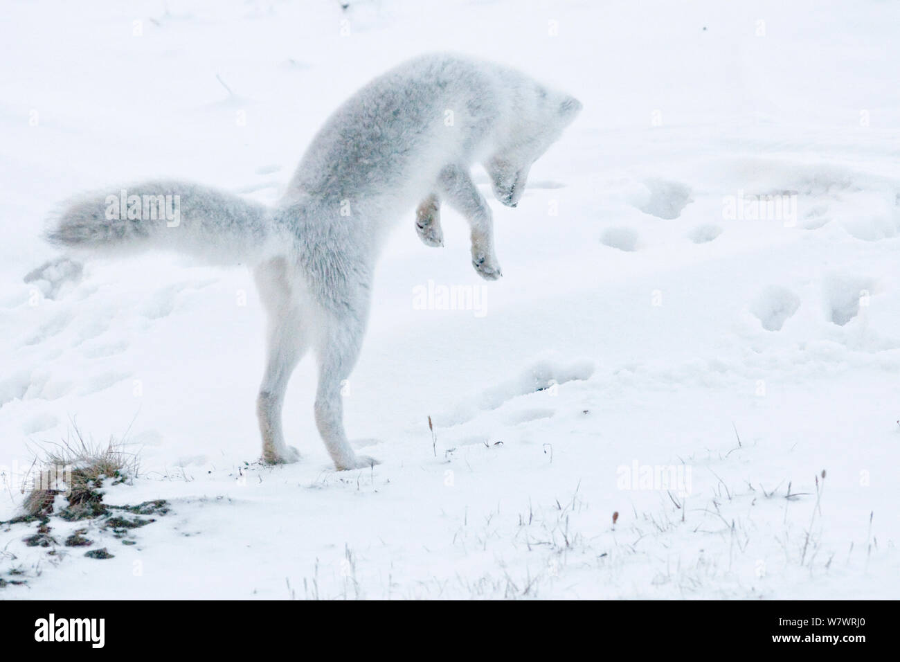 Le renard arctique (Vulpes lagopus) en hiver chasse fourrure pour les lemmings, l'île Wrangel, en Russie extrême-orientale, octobre. Banque D'Images