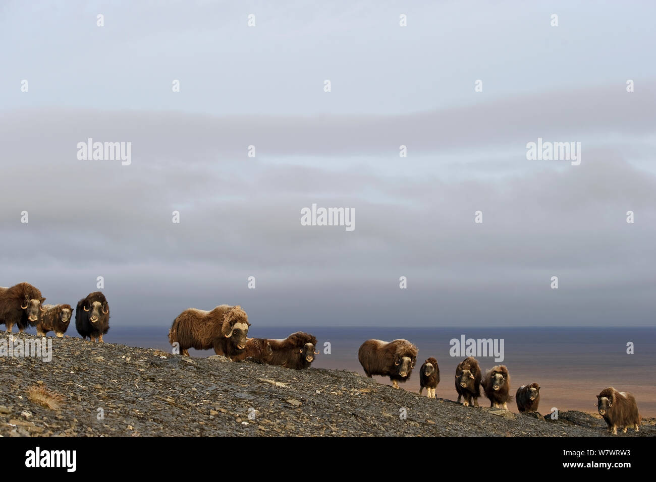 Le boeuf musqué (Ovibos moschatus) troupeau, l'île Wrangel, en Russie extrême-orientale, septembre. Banque D'Images