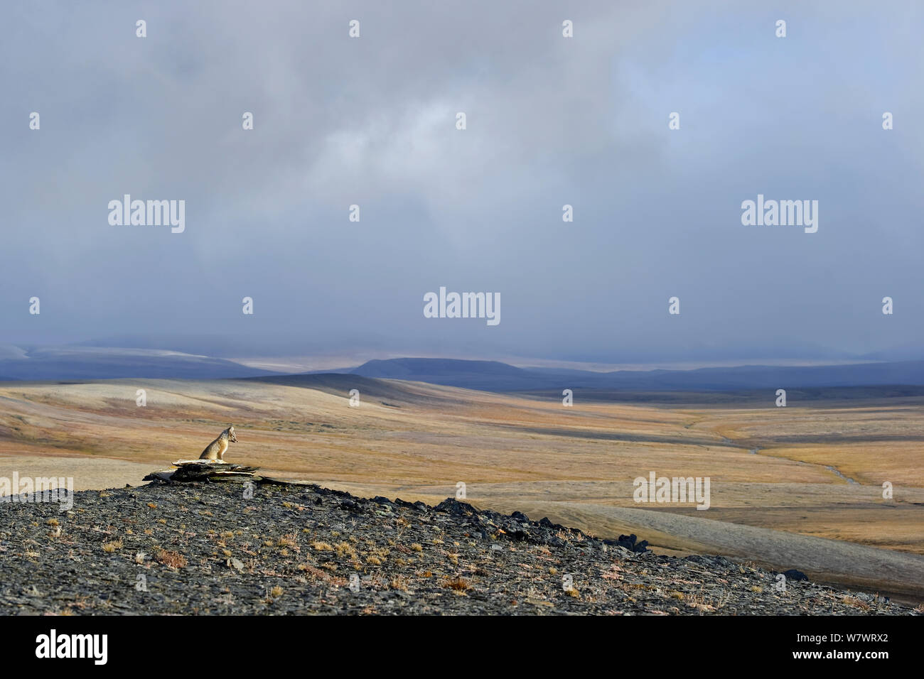 Le renard arctique (Vulpes lagopus) dans l'habitat, l'île Wrangel, en Russie extrême-orientale. Août 2010. Banque D'Images