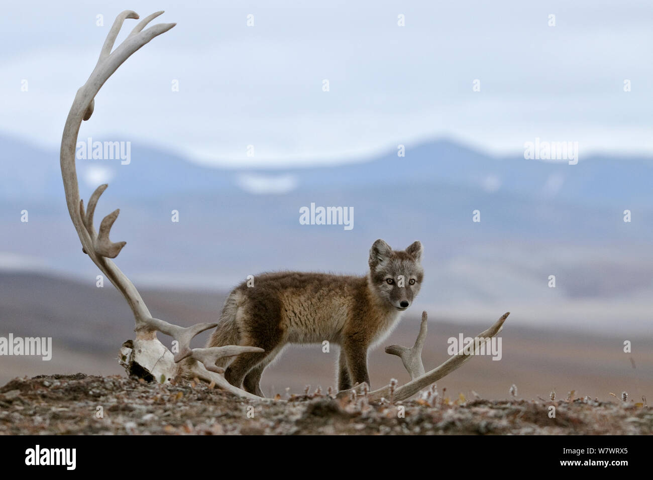 Le renard arctique (Vulpes lagopus) debout avec crâne de Rennes, l'île Wrangel, en ce qui concerne l'Est de la Russie, en août. Banque D'Images