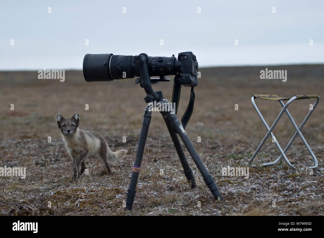 Le renard arctique (Vulpes lagopus) en pelage d'été à la caméra, jusqu'à l'île Wrangel, en ce qui concerne l'Est de la Russie, en août. Banque D'Images