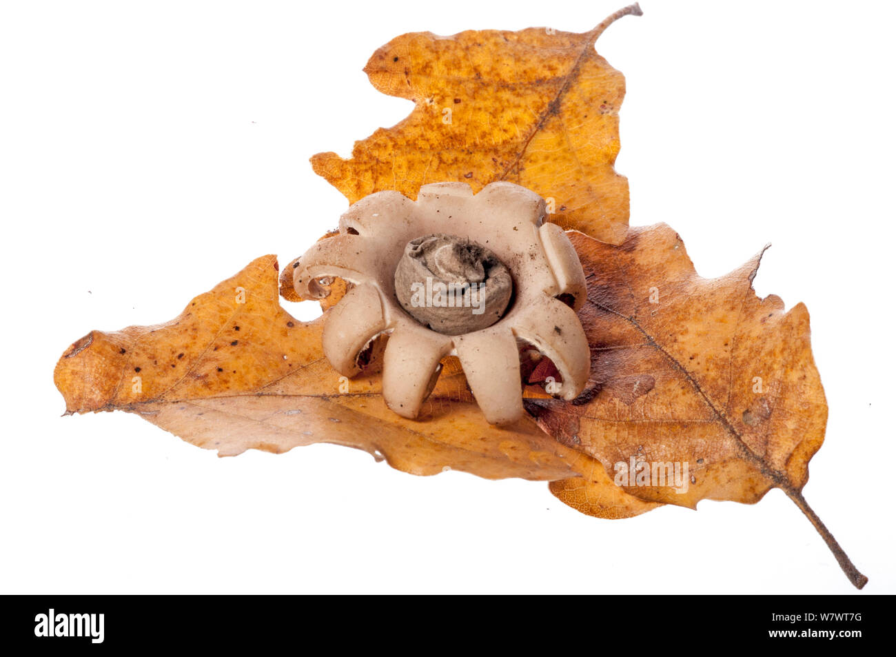 Collier champignon earthstar (Geastrum triplex) dans la forêt de chênes, près de Grosseto, Toscane, Italie, Octobre. Banque D'Images