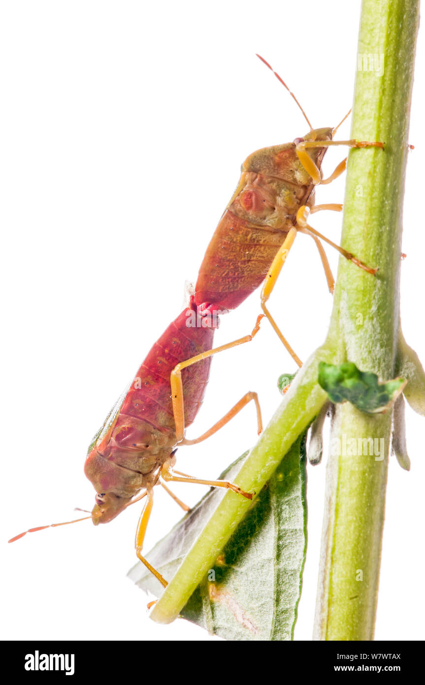 Green Shield bug (Palomena prasina) paire accouplée. C'Orvieto, Ombrie, Italie, en juillet. Banque D'Images
