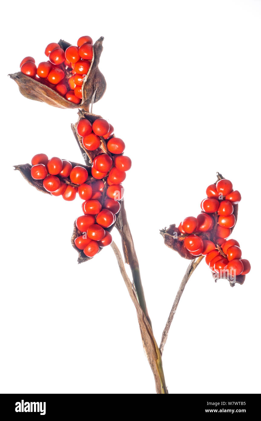 Baies rouges de l'Iris fétide (Iris foetidissima) Podere Montecucco, près de Orvieto, Ombrie, Italie, Octobre. Banque D'Images