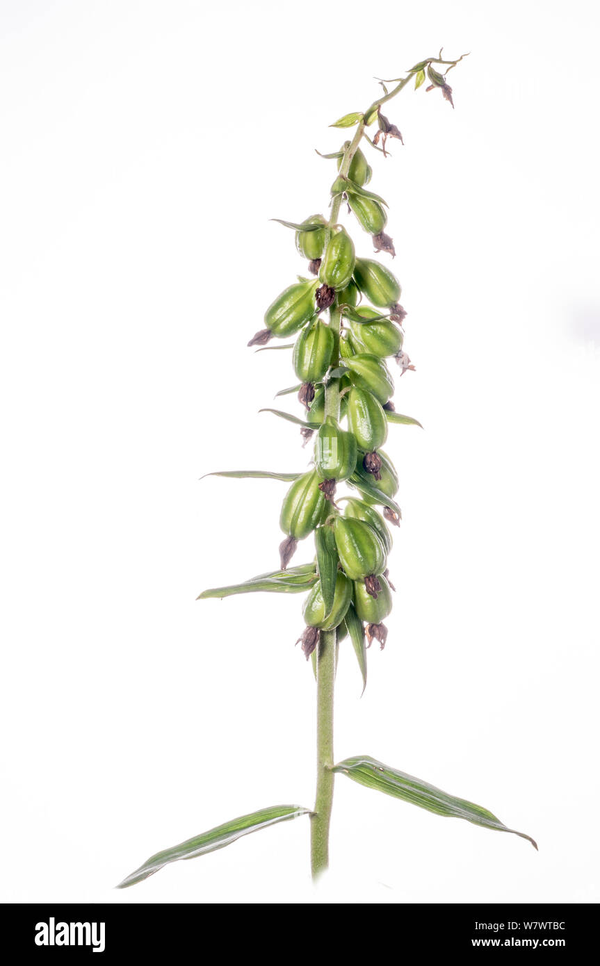 Large-leaved Helleborine (Epipactis helleborine) avec les gousses. Le mont Terminillo, lazio, Italie, septembre. Banque D'Images