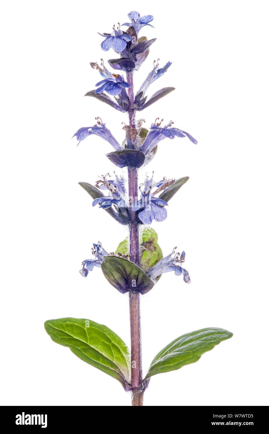 (Ajuga pyramidalis bugle pyramidale) en fleurs, près de l'Torrealfina, lazio, Italie, mai. Banque D'Images