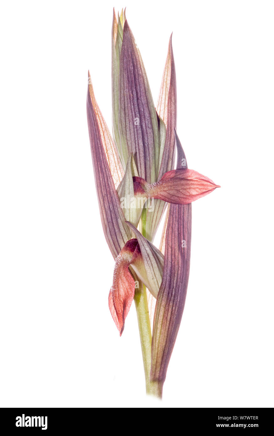 Plougshare Serapias vomeracea (Orchidée) en fleurs, près de l'Torrealfina, lazio, Italie, mai. Banque D'Images