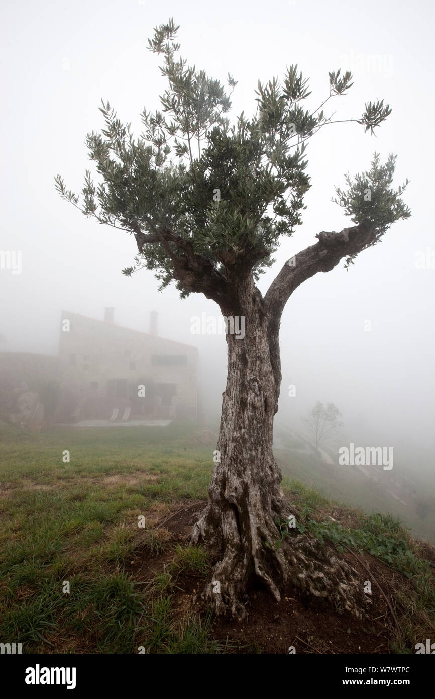 Olivier (Olea europaea) dans la brume, Pyrénées, France, octobre 2011. Banque D'Images