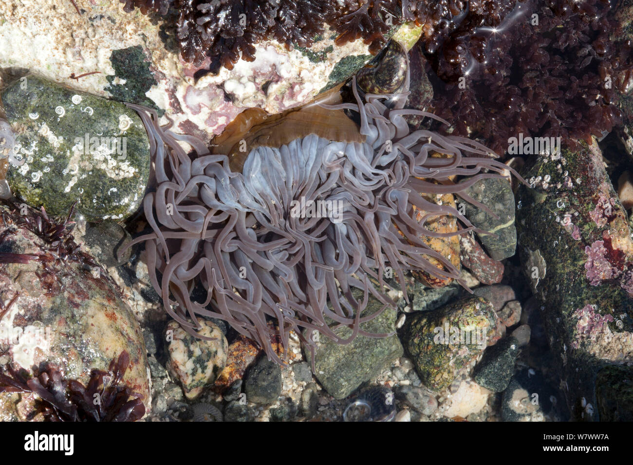 L'Anémone Anemonia viridis (Snakelocks) dans une piscine dans les rochers, Guernesey, îles Anglo-Normandes. Banque D'Images