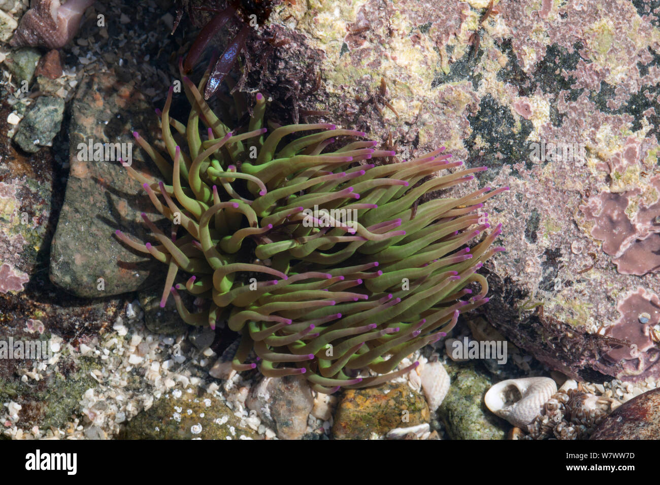 L'Anémone Anemonia viridis (Snakelocks) dans une piscine dans les rochers, Guernesey, îles Anglo-Normandes. Banque D'Images