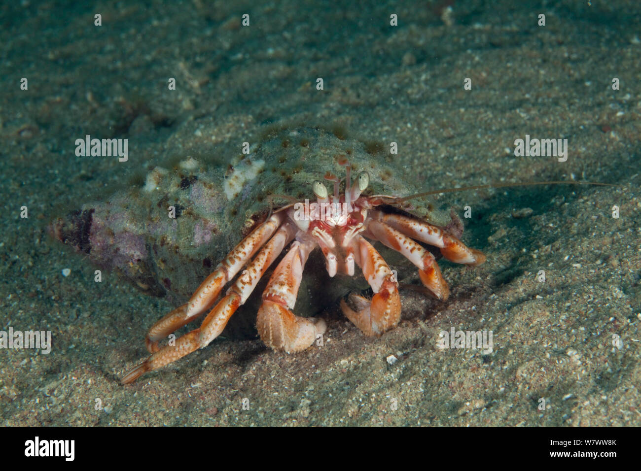 L'Ermite commun (Pagurus bernhardus) Bouley Bay, Jersey, îles Anglo-Normandes. Banque D'Images