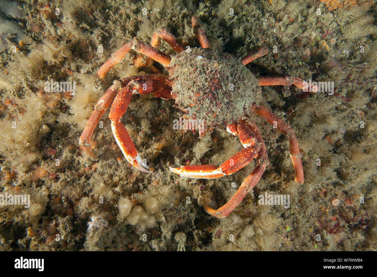 L'Araignée de mer (Maja squinado) Guillaumesse, Sark, îles Anglo-Normandes. Banque D'Images