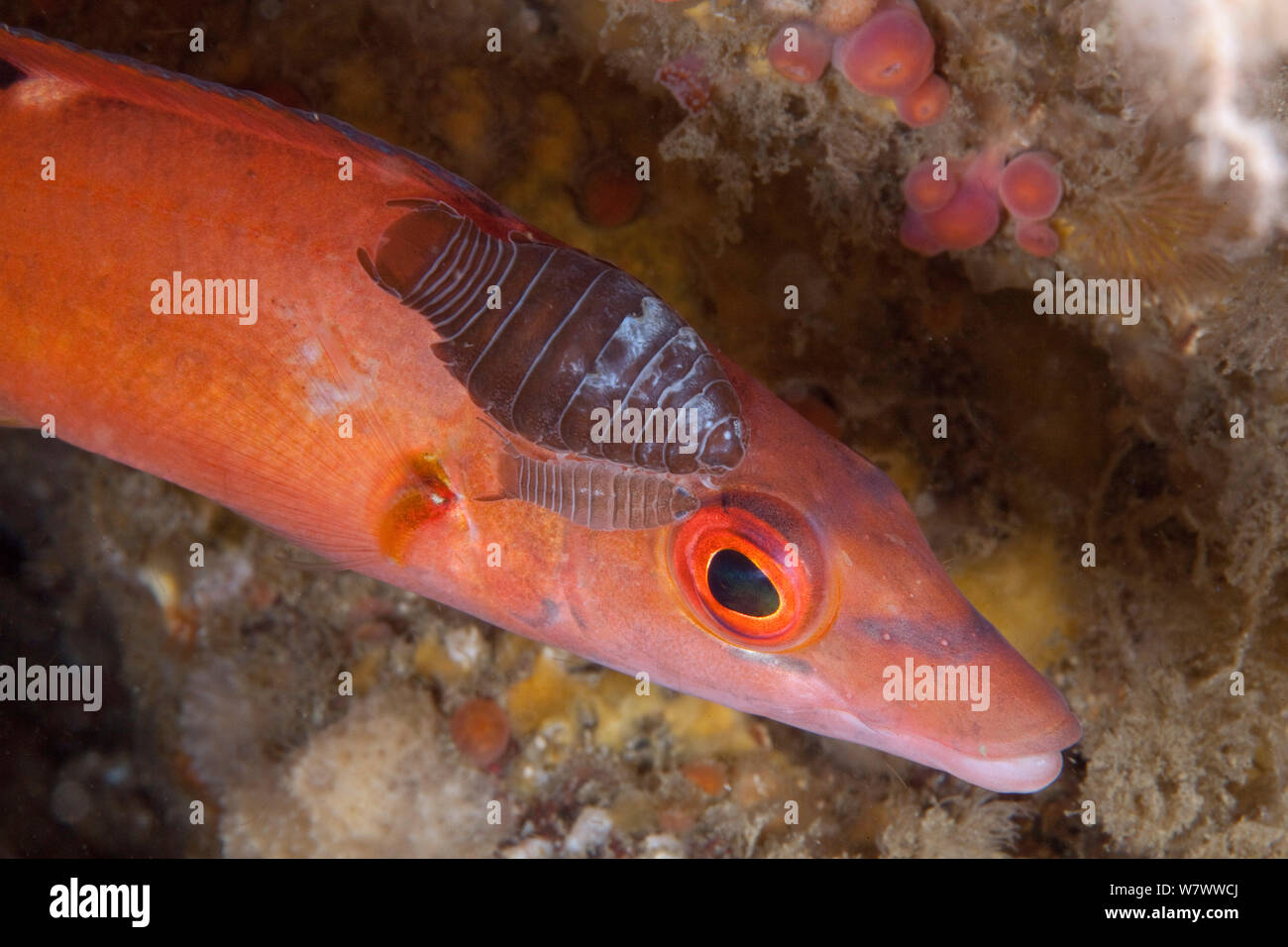 Cuckoo femelle napoléon (Labrus mixtus) avec paire de parasites (Anilocra frontalis) L&# 39;Etac, Sark, îles Anglo-Normandes. Banque D'Images