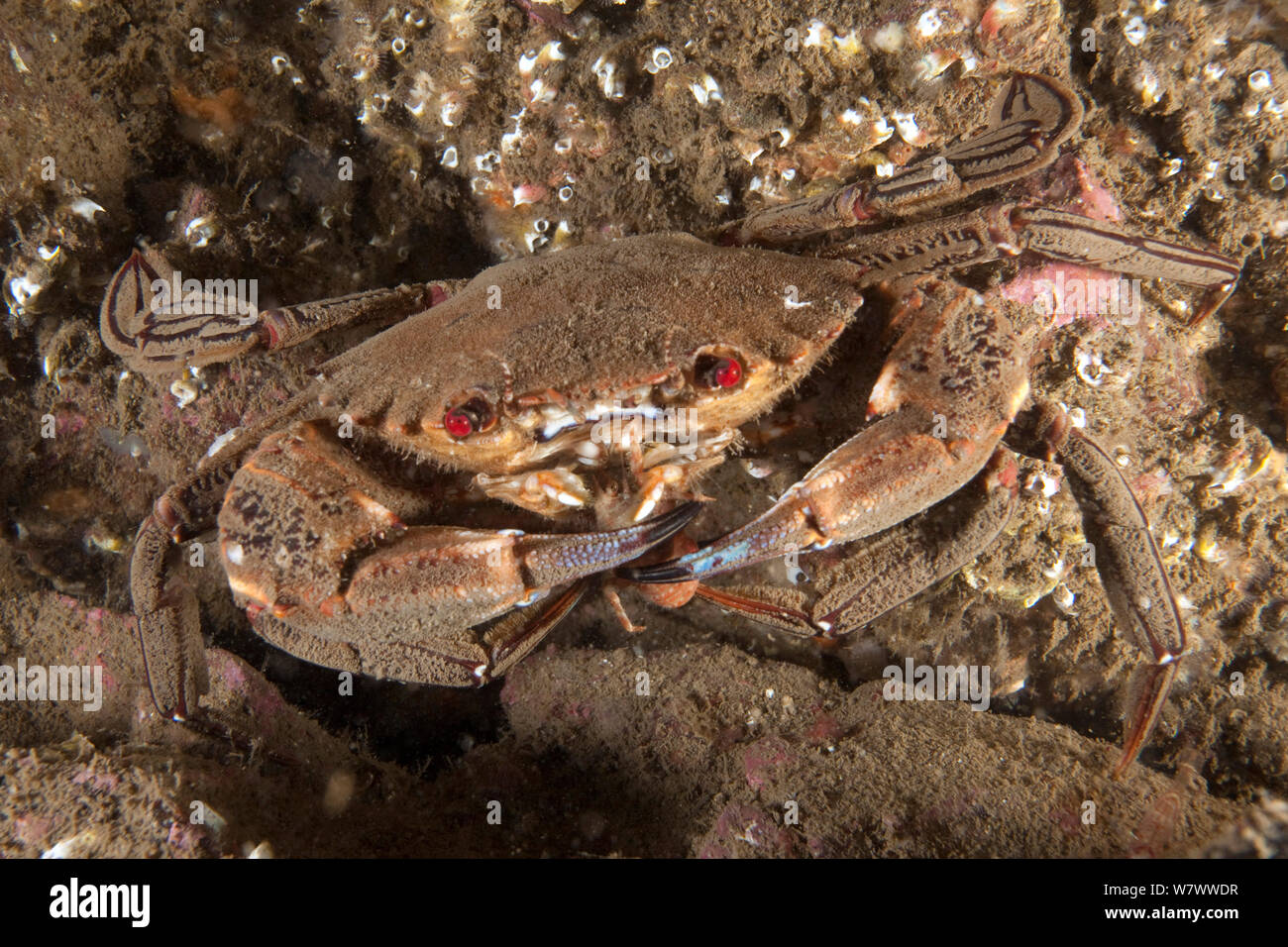 Velvet Swimming Crab (Necora puber) St Abbs Réserve Marine volontaire, l'Écosse (mer du Nord). Banque D'Images