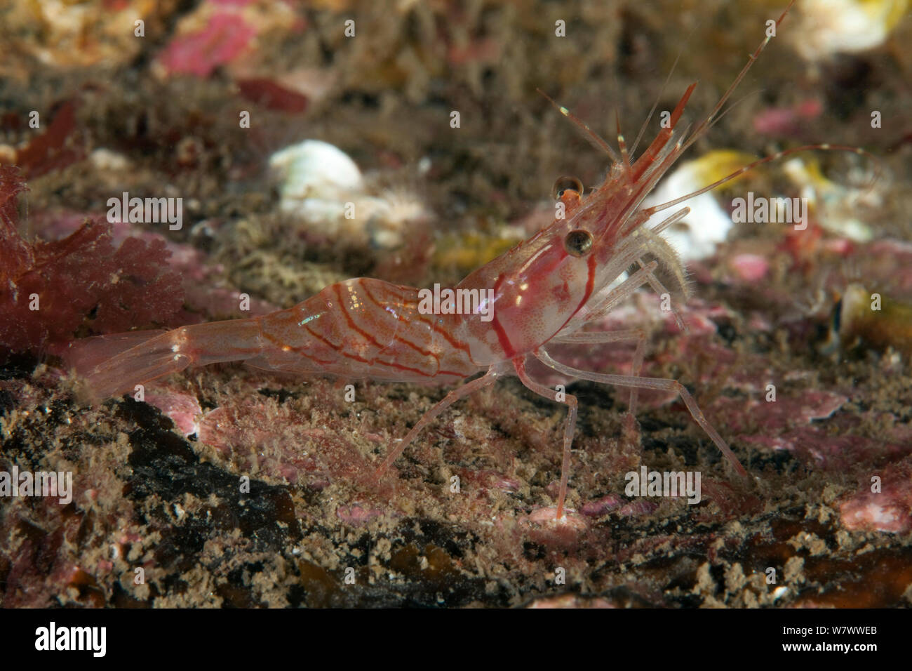Rorqual à bosse Crevette (Pandalus montagui) St Abbs Réserve Marine volontaire, l'Écosse (mer du Nord). Banque D'Images