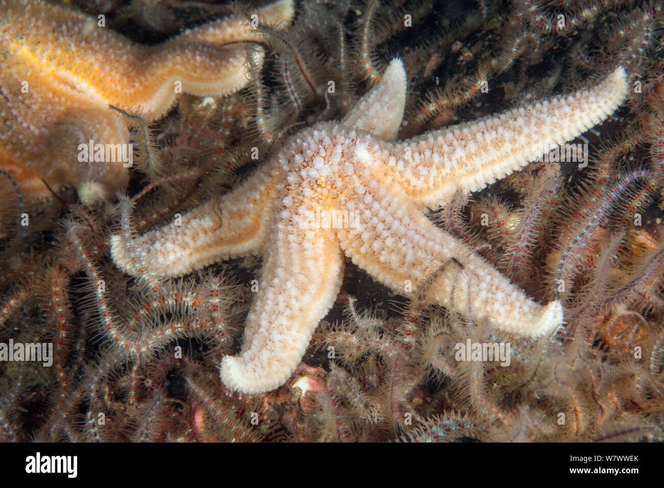 L'étoile de mer commune (Asterias rubens) St Abbs Réserve Marine volontaire, l'Écosse (mer du Nord). Banque D'Images