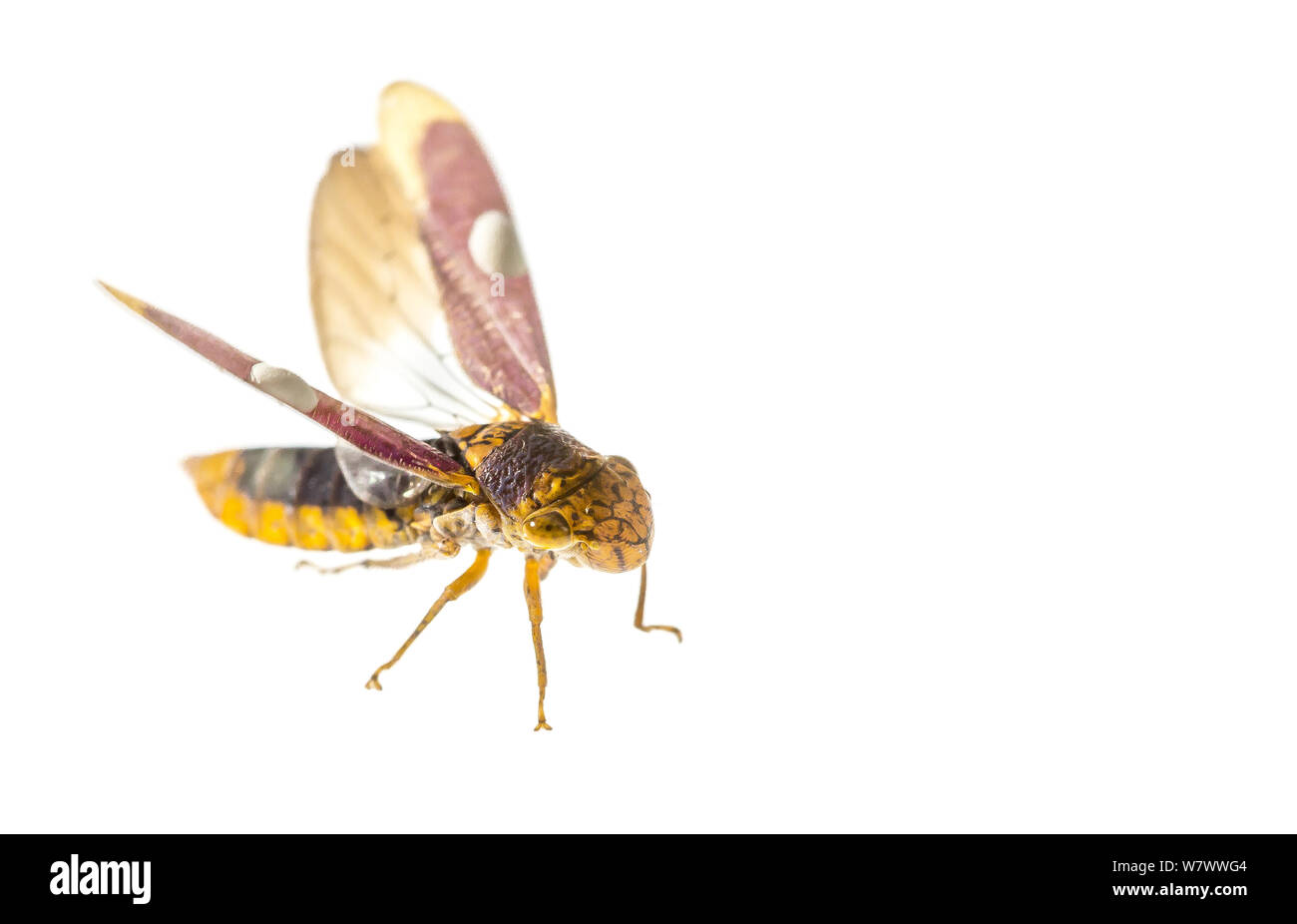 Oncometopia orbona (cicadelles), bassin versant Anacostia, Mont Rainier, Maryland, USA, juin. Meetyourneighbors.net projet. Banque D'Images