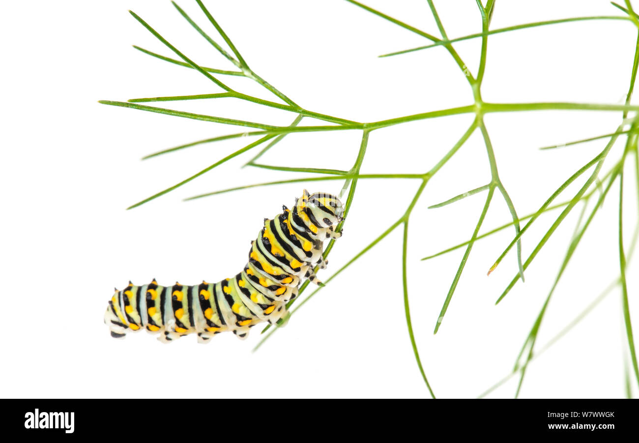 Black Papilio polyxenes) Caterpillar, Anacostia Watershed, Maryland, USA, juin. Meetyourneighbors.net projet. Banque D'Images