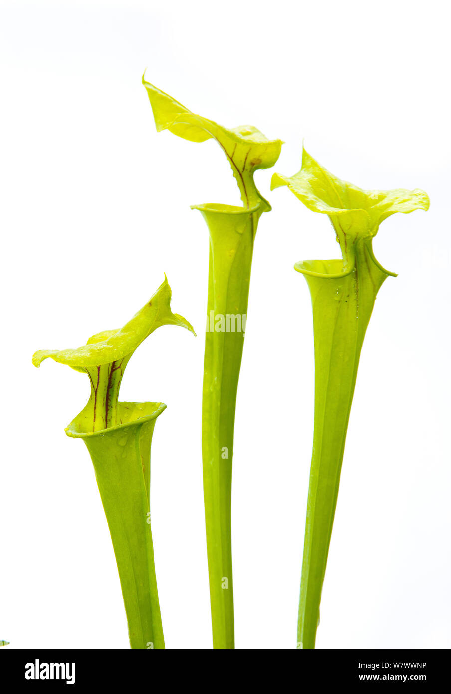 La sarracénie pourpre (Sarracenia jaune flava), Marais Vert préserver, North Carolina, USA, juin. Meetyourneighbors.net projet. Banque D'Images