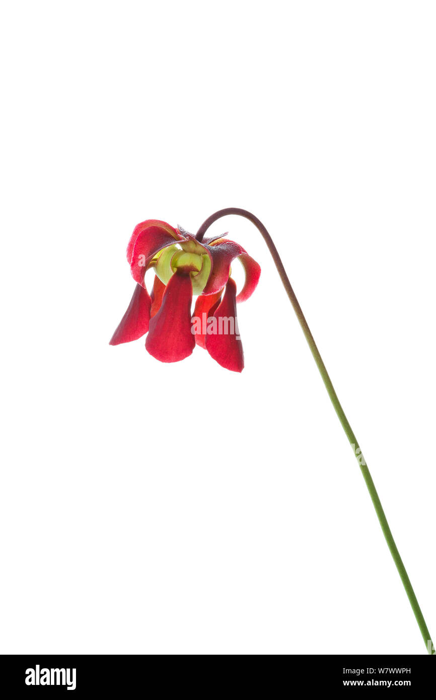 La sarracénie pourpre (Sarracenia purpurea) fleur, Caroline du Nord, USA, mai. Meetyourneighbors.net projet. Banque D'Images