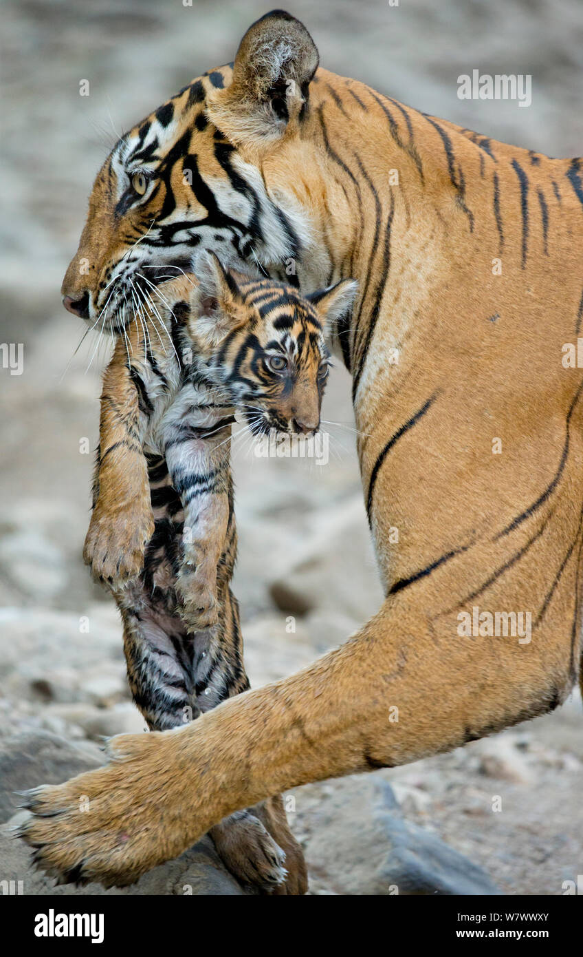 Tigre du Bengale (Panthera tigris tigris) femmes &# 39;Noor T39&# 39 ; réalisation cub. Le parc national de Ranthambore, en Inde. Banque D'Images