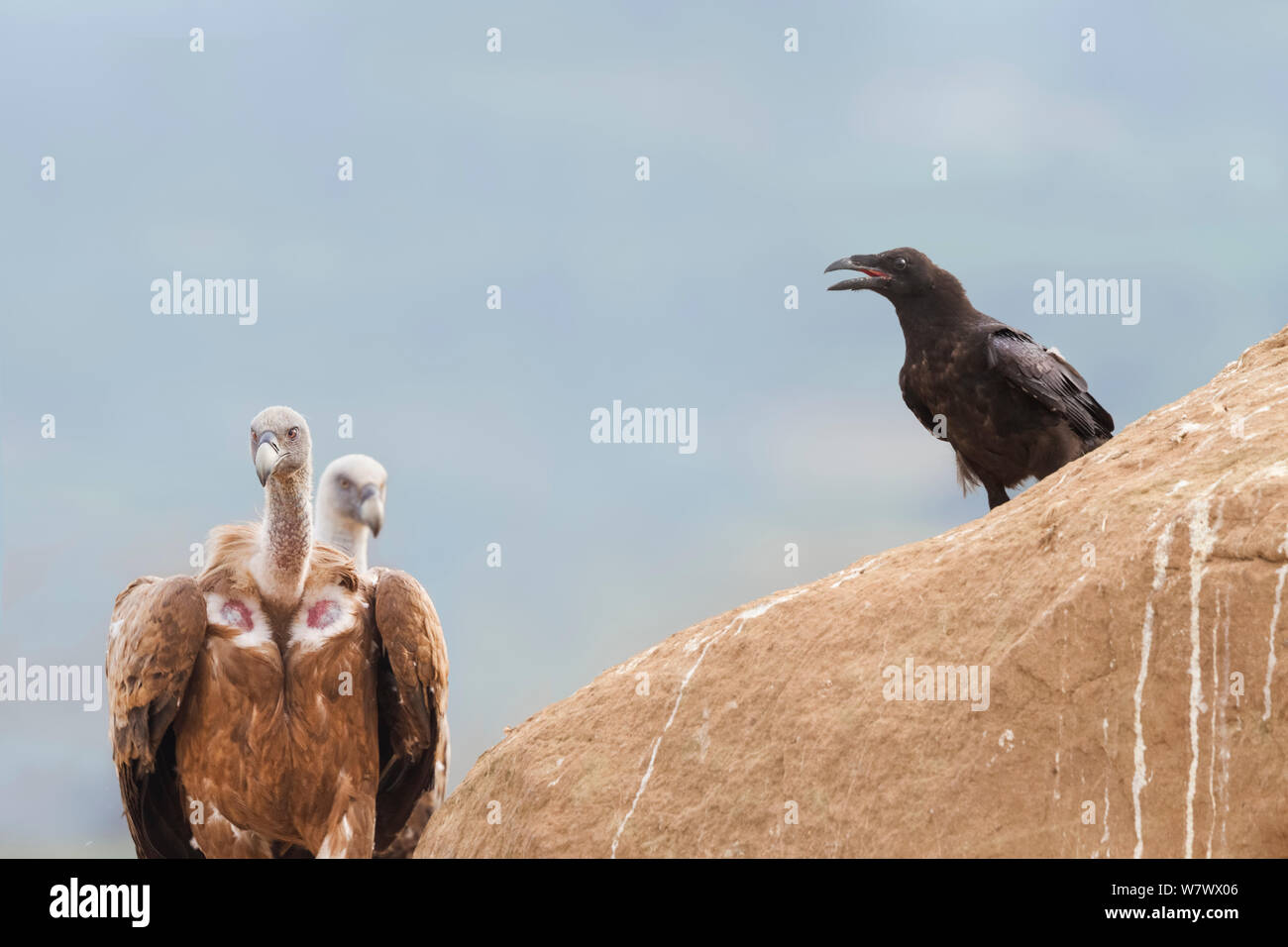 Vautours fauves (Gyps fulvus) et le Corbeau (Corvus corax) Monzón station d'alimentation, Aragon, Espagne, juillet. Banque D'Images