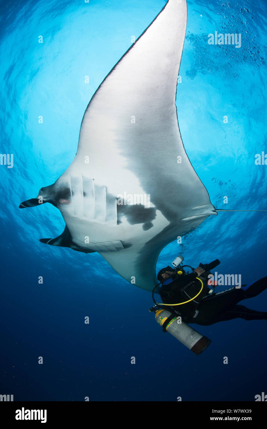 Raie Manta géante (Manta birostris) et photographe, San Benedicto Island, réserve de la biosphère de l'archipel de Revillagigedo (Socorro Islands), l'océan Pacifique, l'ouest du Mexique. Les espèces vulnérables. Banque D'Images