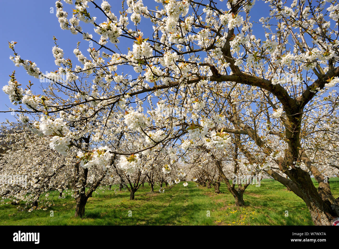 Verger en fleurs de cerisier (Prunus avium) au printemps, la chasse, Lorraine, France Banque D'Images